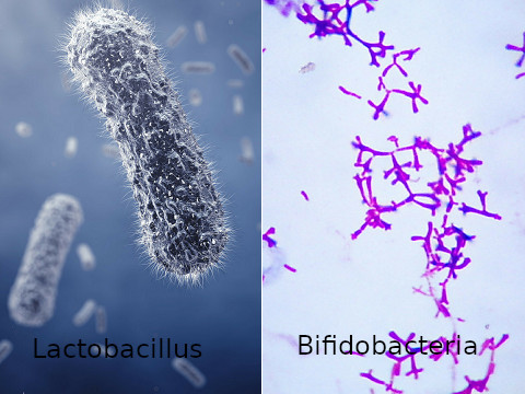 Lactobacilli and bifidobacteria